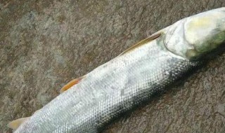 鳡鱼是什么鱼 鳡鱼的介绍