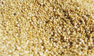 藜麦是什么 关于藜麦的介绍