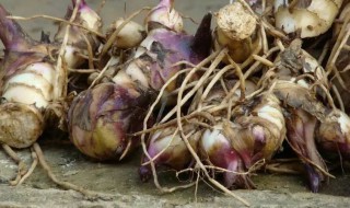 地藕是什么 地藕资料