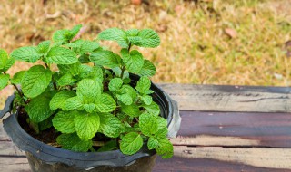 藿香与薄荷的区别 藿香与薄荷有哪些不同