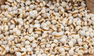 薏米是怎么种出来的 薏米是什么种出来的