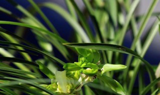 春兰和惠兰的区别是什么 春兰和惠兰的区别