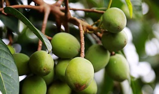 橄榄和青果的区别是什么 橄榄跟青果有什么区别