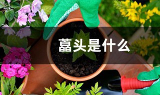 藠头是什么 藠头的简介