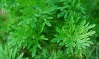 白蒿是什么 什么是白蒿