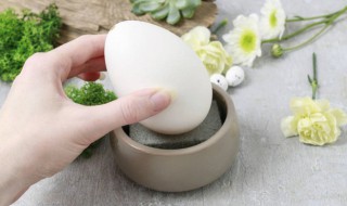 鹅蛋是什么 关于鹅蛋的介绍