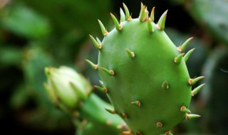仙人掌提取物是什么 仙人掌提取物的作用