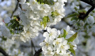 樱花和樱桃的区别是什么 樱花和樱桃的区别