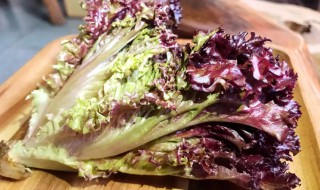 紫叶生菜和生菜的区别是什么 紫叶生菜和生菜的区别介绍