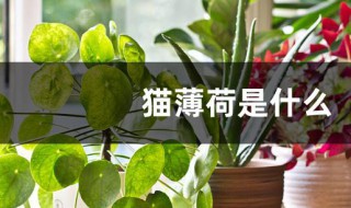 猫薄荷是什么植物 猫薄荷植物的介绍