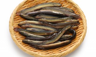 泥鳅吃什么东西? 可以给泥鳅吃什么