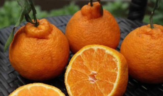 芦柑和丑橘的区别是什么 芦柑和丑橘的区别简单介绍