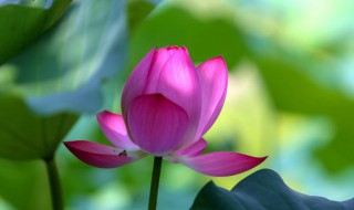 荷花种苗是什么?荷花种苗种植技术 荷花种苗介绍以及种植技术