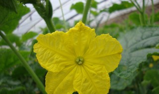 黄瓜花能吃吗 黄瓜花可以吃吗