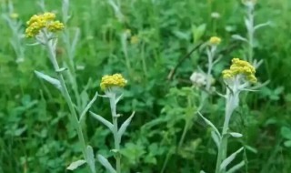 鼠曲草怎么吃 鼠曲草如何吃