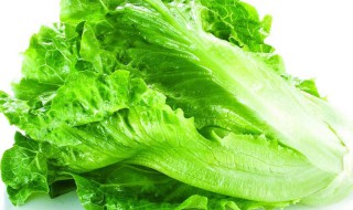 生菜的储存方法和时间 生菜的储存方法和时间简单介绍