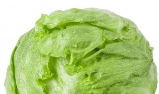 圆生菜储存方法 关于圆生菜储存方法