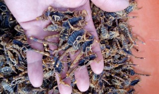 活蝎子的储存方法 活蝎子怎么储存