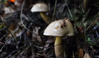 菌子的储存方法 菌子要怎么保存才新鲜