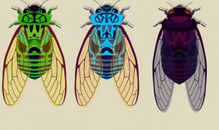 金蝉的储存方法 金蝉怎么储存