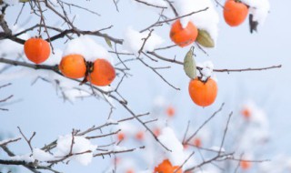 寒露吃柿子的寓意 寒露吃柿子有什么寓意