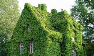 爬山虎特点是什么 爬山虎特点介绍