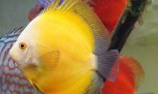 养观赏鱼的方法和技巧 养观赏鱼的方法