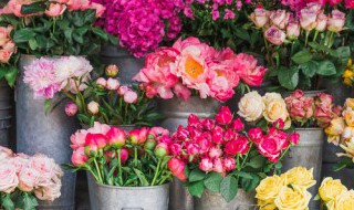 花的寓意和象征 不同花的寓意和象征