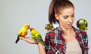 什么声音可以吸引鹦鹉 虎皮鹦鹉会被什么声音吸引