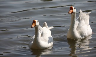 小鸭子和小鹅怎么区别 小鸭子和小鹅如何区别