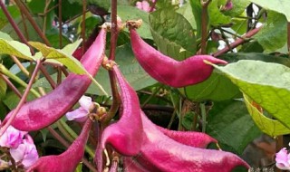 紫扁豆怎么吃 紫扁豆怎么吃食用价值是什么