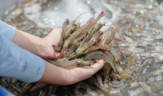 如何判断虾要脱壳了 怎么判断虾要脱壳了