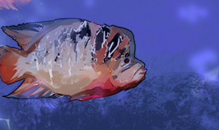 罗汉鱼品种 罗汉鱼有哪些品种