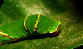 柑橘凤蝶幼虫有毒吗 柑橘凤蝶幼虫有没有毒呢