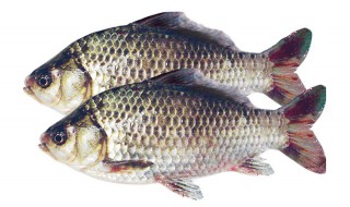 鲫鱼有几个品种 鲫鱼品种有哪些