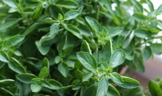 牛至的别名 牛至的别名是什么