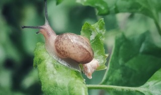 雨后常见的蜗牛品种 雨后常见的蜗牛品种有哪些