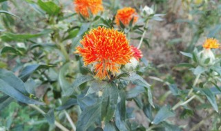 菠萝菊的花语是什么 菠萝菊有哪些花语