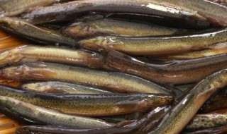 泥鳅吃什么食物和饲料 泥鳅吃的食物和饲料是什么