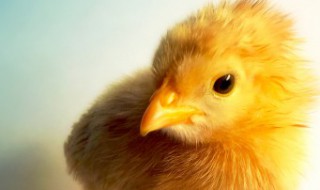 小鸡的外形和生活特征 小鸡的外形和生活特征的介绍