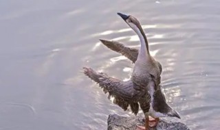 雁鹅是什么品种的鹅 雁鹅简单介绍