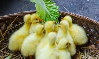 小鹅出壳多久吃东西 小鹅出壳什么时候能吃东西