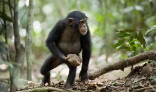 梦见大猩猩是什么预兆 梦见大猩猩含义