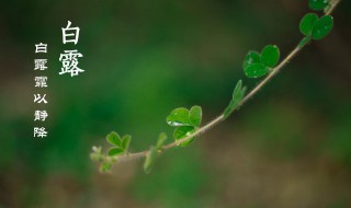 白露节气应该干什么 白露节气的简介