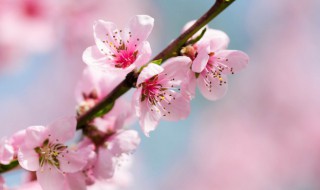 形容春天桃花盛开的句子唯美 形容春天桃花盛开的句子精选