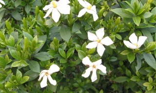 栀子的功效与作用是什么（栀子功效与作用的功效与作用是什么）