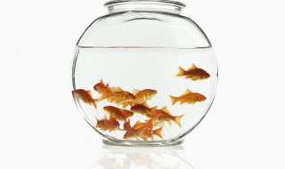 女性梦见鱼活蹦乱跳什么意思 女人梦见好多鱼活蹦乱跳的