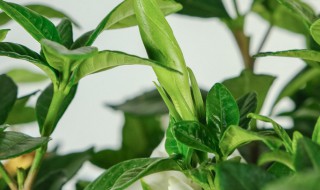 栀子花寓意是什么（栀子花有啥寓意）