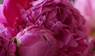 芍药花语是什么（芍药花语是什么意思）