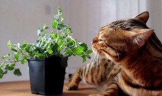 猫薄荷是什么为什么让猫咪兴奋 闻到猫薄荷会出现兴奋状态
